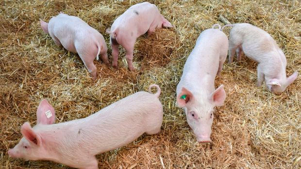 Der Ausstieg aus der betäubungslosen Ferkelkastration bleibt ein Zankapfel. Der Ausstieg aus der betäubungslosen Ferkelkastration bleibt ein Zankapfel.
