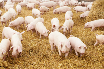 In der ersten Juniwoche 2017 erzielt der Schlachtschweinepreis ein Miniplus. In der ersten Juniwoche 2017 erzielt der Schlachtschweinepreis ein Miniplus.