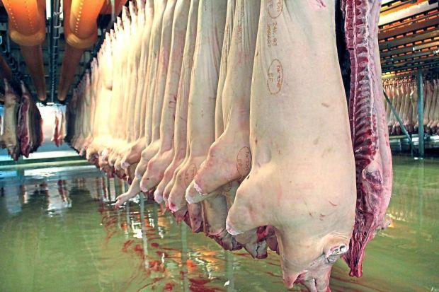 Die deutschen Exporteure büßten im Schweinefleischgeschäft gut 17 Prozent ein. Die deutschen Exporteure büßten im Schweinefleischgeschäft gut 17 Prozent ein.