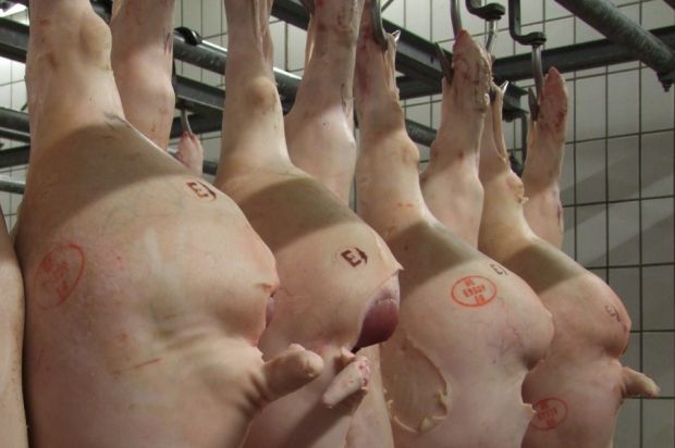 Die Leitnotierung der VEZG gibt weiter nach. Ein großes Angebot an Lebendschweinen und ein schleppender Fleischabsatz sorgen für fallende Schweinepreise. Die Leitnotierung der VEZG gibt weiter nach. Ein großes Angebot an Lebendschweinen und ein schleppender Fleischabsatz sorgen für fallende Schweinepreise.
