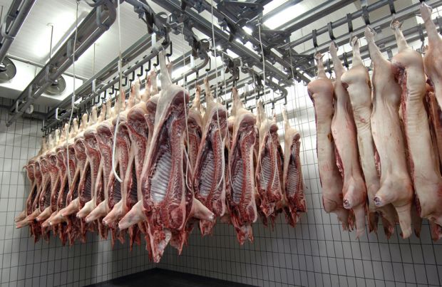 Der Schlachtschweinepreis ist momentan nicht mehr zu halten. Der Schlachtschweinepreis ist momentan nicht mehr zu halten.