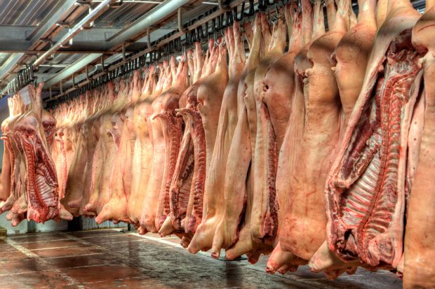 Stabile Schlachtschweinepreise trotzen einem aktuell großem Angebot. Stabile Schlachtschweinepreise trotzen einem aktuell großem Angebot.