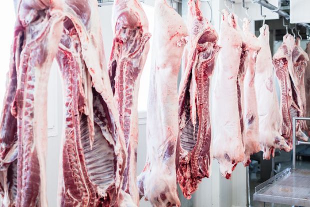 Schweinehälften hängen im Kühlraum zur Verareitung. Schweinehälften hängen im Kühlraum zur Verareitung.