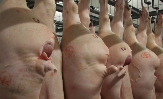 Der Schweinepreis fällt nicht nur in Deutschland fällt um acht Cent. Der Schweinepreis fällt nicht nur in Deutschland fällt um acht Cent.