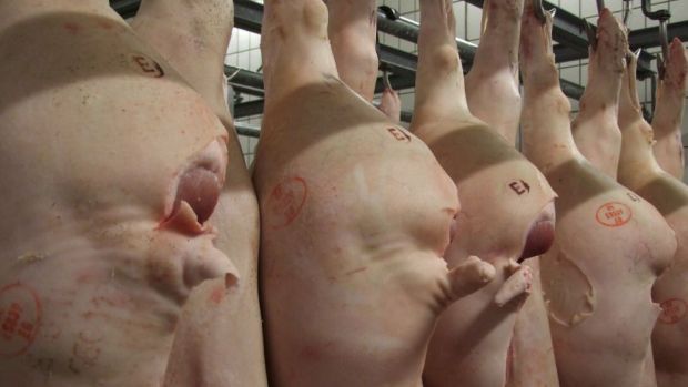 Die Nachfrage der Schlachtunternehmen nach Schweinen belebt sich zusehends. Die Nachfrage der Schlachtunternehmen nach Schweinen belebt sich zusehends.
