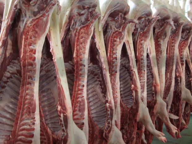Schweinehälften im Kühlraum nach der Schlachtung. Schweinehälften im Kühlraum nach der Schlachtung.