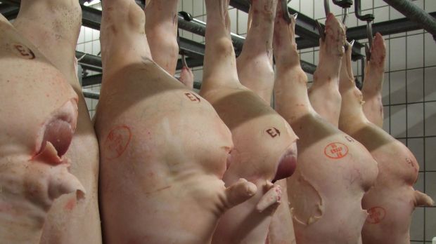 Schweinehälften nach der Schlachtung. Schweinehälften nach der Schlachtung.
