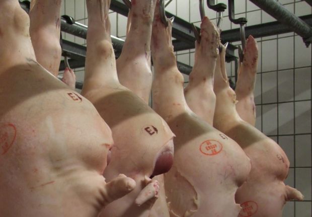 Frisch geschlachtete Schweine. Frisch geschlachtete Schweine.
