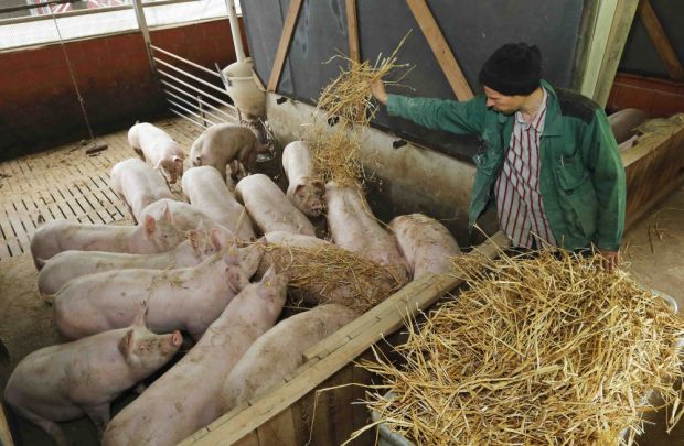 Beim Offenstall bekommen die Schweine frische Luft, ungefähr doppelt so viel Platz als gesetzlich vorgeschrieben, natürliches Tageslicht sowie tiergerechte Funktionsbereiche zum Liegen, Fressen, Bewegen, Koten und Harnen. Beim Offenstall bekommen die Schweine frische Luft, ungefähr doppelt so viel Platz als gesetzlich vorgeschrieben, natürliches Tageslicht sowie tiergerechte Funktionsbereiche zum Liegen, Fressen, Bewegen, Koten und Harnen.