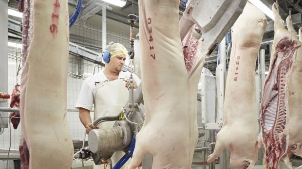 Spalten von Schweinehälften. Spalten von Schweinehälften.