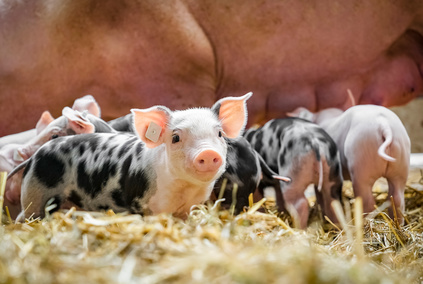 Die Kriterien für mehr Tierwohl bleiben ein Streitpunkt zwischen Agrarministerium und QS. Die Kriterien für mehr Tierwohl bleiben ein Streitpunkt zwischen Agrarministerium und QS.