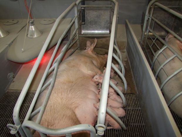 Muttersau in der Abferkelbucht zum Schutz des Nachwuchses. Muttersau in der Abferkelbucht zum Schutz des Nachwuchses.