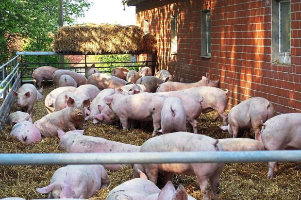 Die artgerechte Haltung der Schweine und Futtermittel aus kontrollierter Herkunft sind wesentliche Qualitätsaspekte der Marke „Frohnatur“. Die artgerechte Haltung der Schweine und Futtermittel aus kontrollierter Herkunft sind wesentliche Qualitätsaspekte der Marke „Frohnatur“.
