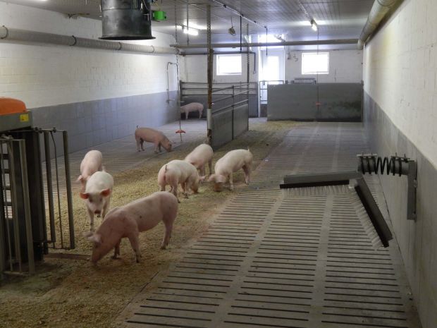 Aktivstall für Schweine der Landwirtin Gabriele Mörixmann. Aktivstall für Schweine der Landwirtin Gabriele Mörixmann.