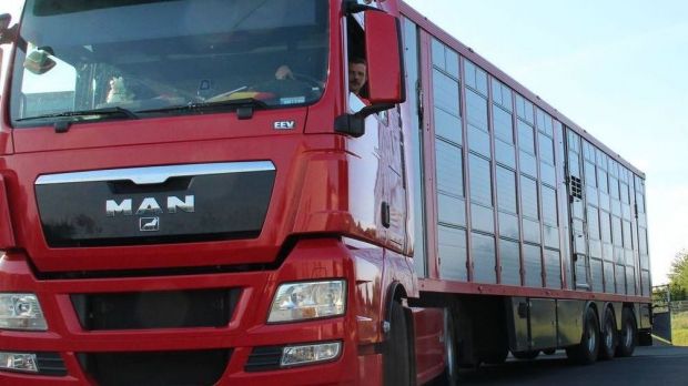 Umweltministerin Ulrike Höfken fordert mehr Tierschutz beim Transport. Umweltministerin Ulrike Höfken fordert mehr Tierschutz beim Transport.