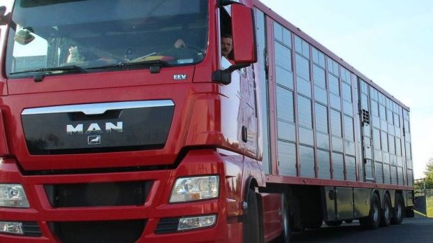 Der Transport ist besonders bei den heißen Temperaturen für die Tiere unerträglich. Der Transport ist besonders bei den heißen Temperaturen für die Tiere unerträglich.