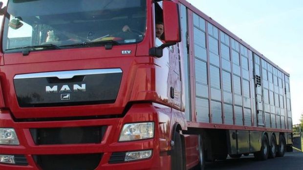Die Niederlande wollen eine Verbesserung und Verschärfung der Transportverordnung von landwirtschaftlichen Nutztieren erreichen. Die Niederlande wollen eine Verbesserung und Verschärfung der Transportverordnung von landwirtschaftlichen Nutztieren erreichen.