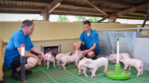 Steigenden Anforderungen an das Tierwohl spiegeln sich in den Prioritäten der Schweinehalter für technische Innovationen wider. Steigenden Anforderungen an das Tierwohl spiegeln sich in den Prioritäten der Schweinehalter für technische Innovationen wider.