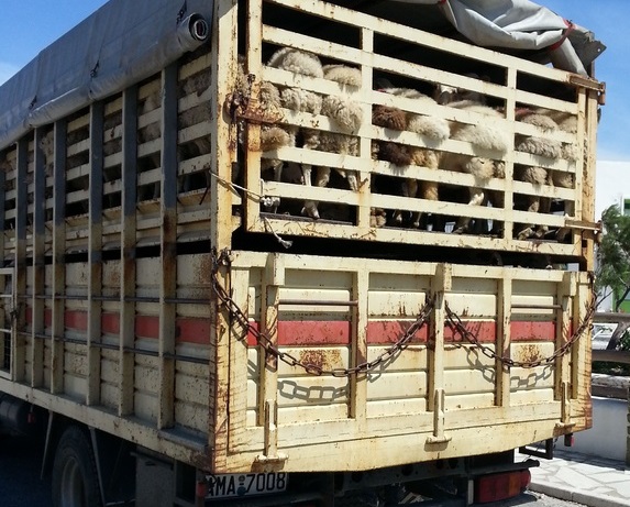 Zustände und Kontrollmöglichkeiten bei Tiertransporten auf Langstrecken sind laut Experten stark verbesserungswürdig Zustände und Kontrollmöglichkeiten bei Tiertransporten auf Langstrecken sind laut Experten stark verbesserungswürdig