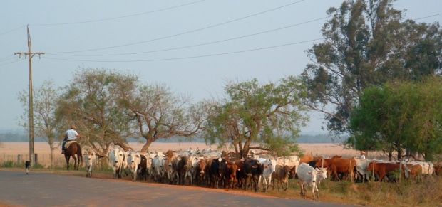 Rinderherde wird von Gauchos getrieben. Rinderherde wird von Gauchos getrieben.