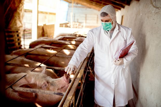 Amtstierarzt bei der Kontrolle im Schweinestall. Amtstierarzt bei der Kontrolle im Schweinestall.