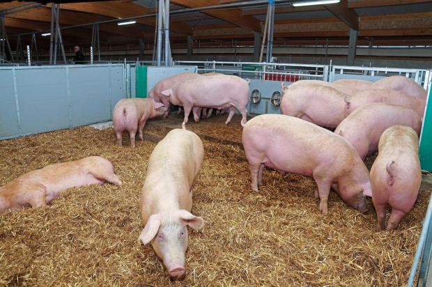Wellness für Schweine: Eine 40 Zentimeter dicke Tiefstrohschicht sorgt für einen behaglichen Untergrund. Wellness für Schweine: Eine 40 Zentimeter dicke Tiefstrohschicht sorgt für einen behaglichen Untergrund.