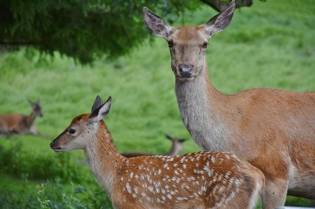 Rehe Rehe
