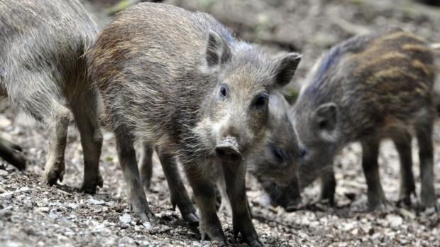 Wildschweine schleppen die Afrikanische Schweinepest in die Europäische Union ein. Wildschweine schleppen die Afrikanische Schweinepest in die Europäische Union ein.