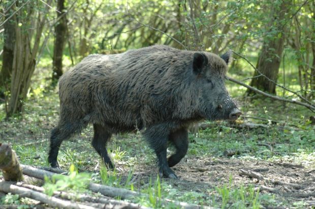 Wildschweine schleppen die Afrikanische Schweinepest in die Europäische Union ein. Wildschweine schleppen die Afrikanische Schweinepest in die Europäische Union ein.