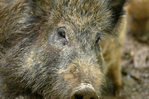 Wildschweine schleppen die Afrikanische Schweinepest in die Europäische Union ein. Wildschweine schleppen die Afrikanische Schweinepest in die Europäische Union ein.