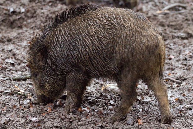 Bei Wildschweinen wurde in jeweils zwei Landkreisen ein ASP-Ausbruch simuliert. Bei Wildschweinen wurde in jeweils zwei Landkreisen ein ASP-Ausbruch simuliert.