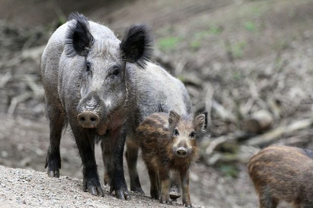 In osteuropäischen Ländern hat es laut FLI in diesem Jahr bis zum 10. Oktober insgesamt 2.632 ASP-Fälle gegeben, die Mehrzahl davon mit 2.412 bei Wildschweinen. In osteuropäischen Ländern hat es laut FLI in diesem Jahr bis zum 10. Oktober insgesamt 2.632 ASP-Fälle gegeben, die Mehrzahl davon mit 2.412 bei Wildschweinen.