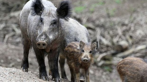Polen will sich gegen die Einschleppung der Afrikanischen Schweinepest durch die Errichtung eines Grenzzauns zur Ukraine schützen. Polen will sich gegen die Einschleppung der Afrikanischen Schweinepest durch die Errichtung eines Grenzzauns zur Ukraine schützen.
