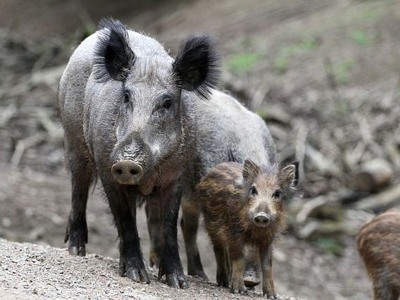 Seit dem erstmaligen Auftreten der ASP in Polen im Jahr 2014 ist die Seuche damit 113 Mal in dortigen Stallungen ausgebrochen. Zudem wurden seither rund 2.200 infizierte Wildschweine gezählt. Seit dem erstmaligen Auftreten der ASP in Polen im Jahr 2014 ist die Seuche damit 113 Mal in dortigen Stallungen ausgebrochen. Zudem wurden seither rund 2.200 infizierte Wildschweine gezählt.