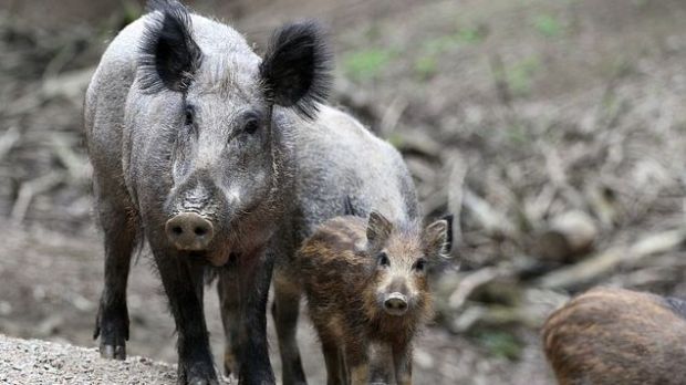 In Frankreich wurden die Maßnahmen gegen die Ausbreitung der Afrikanischen Schweinepest zurückgefahren. In Frankreich wurden die Maßnahmen gegen die Ausbreitung der Afrikanischen Schweinepest zurückgefahren.