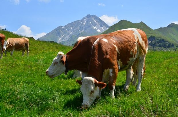 Österreich liefert mehr Fleisch und Käse nach Deutschland. Österreich liefert mehr Fleisch und Käse nach Deutschland.