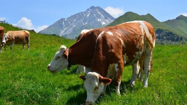 Österreich zählt weniger Rinder. Der Gesamtbestand sank 2017 auf 1,94 Millionen Tiere. Österreich zählt weniger Rinder. Der Gesamtbestand sank 2017 auf 1,94 Millionen Tiere.