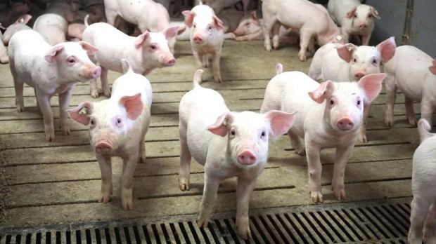 Dänemark genießt eine internationale Vorreiterrolle bei der Reduzierung von Antibiotika. Dänemark genießt eine internationale Vorreiterrolle bei der Reduzierung von Antibiotika.