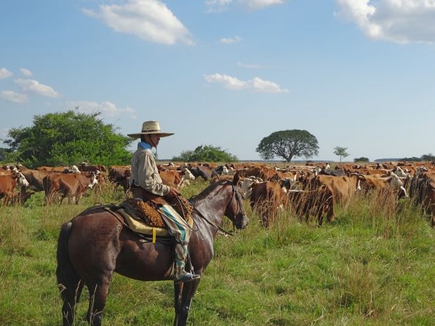 Ein Gaucho hütet argentinische Rinder. Viele von ihnen sind zum Export vorgesehen. Ein Gaucho hütet argentinische Rinder. Viele von ihnen sind zum Export vorgesehen.