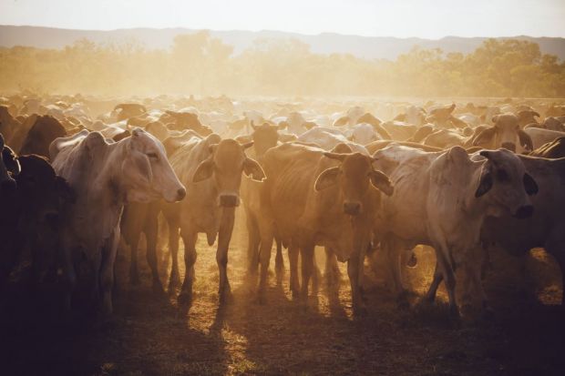 Eine schwere Dürre sorgte in Australien für Futtermangel und veranlasste viele Rancher mehr Tiere schlachten zu lassen. Die größeren Mengen konnten wegen der gestiegenen Nachfrage in China zu guten Preisen vermarktet werden. Eine schwere Dürre sorgte in Australien für Futtermangel und veranlasste viele Rancher mehr Tiere schlachten zu lassen. Die größeren Mengen konnten wegen der gestiegenen Nachfrage in China zu guten Preisen vermarktet werden.