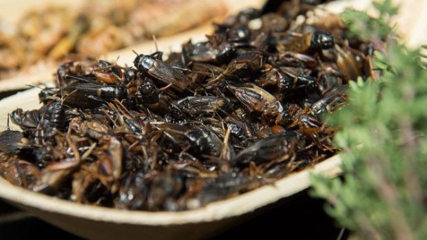 Die Bundesregierung will in diesem Jahr fünf Mio. Euro für Forschungs- und Entwicklungsprojekte mit Bezug zu Insektenproteinen ausgeben. Die Bundesregierung will in diesem Jahr fünf Mio. Euro für Forschungs- und Entwicklungsprojekte mit Bezug zu Insektenproteinen ausgeben.