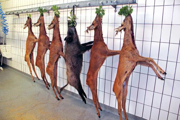 Halali im Kühlhaus: Die Eichenbrüche in den Äsern der erlegten Stücke symbolisieren eine letzte Mahlzeit. Halali im Kühlhaus: Die Eichenbrüche in den Äsern der erlegten Stücke symbolisieren eine letzte Mahlzeit.