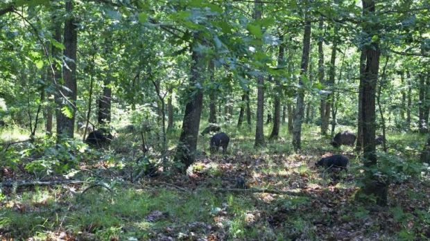 In Bulgarien hat sich das ASP-Virus in der Wildschweinpopulation etabliert und springt immer wieder auf große Bestände mit Hausschweinen über. In Bulgarien hat sich das ASP-Virus in der Wildschweinpopulation etabliert und springt immer wieder auf große Bestände mit Hausschweinen über.