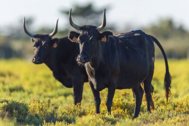 Camargue-Rinder auf einer Weide in Frankreich. Camargue-Rinder auf einer Weide in Frankreich.