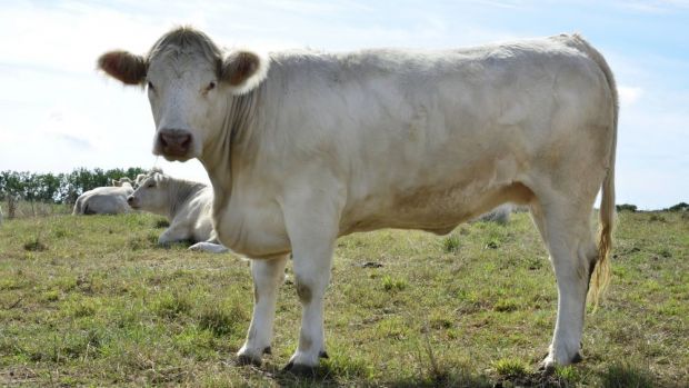 Charolais-Rinder gehören zu den typischen Rassen in der französischen Rinderzucht. . Charolais-Rinder gehören zu den typischen Rassen in der französischen Rinderzucht. .