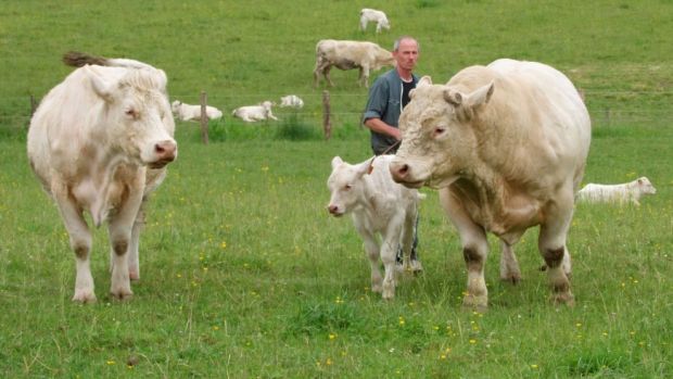 Beim Rind- und Schweinefleisch fehlen den Verbraucherschützern belastbare Informationen zu den ausgelobten Haltungskriterien wie beispielsweise „Weidehaltung“. Beim Rind- und Schweinefleisch fehlen den Verbraucherschützern belastbare Informationen zu den ausgelobten Haltungskriterien wie beispielsweise „Weidehaltung“.