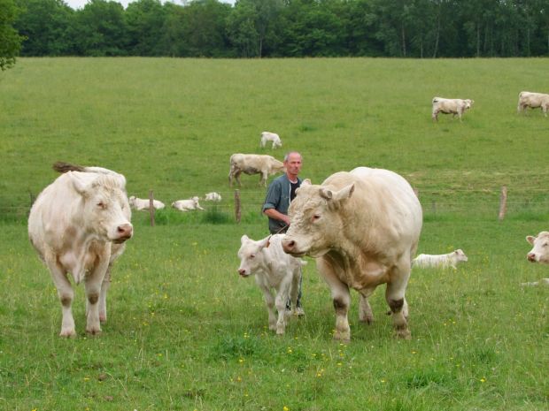 Charolais-Herde auf der Weide in La Loge-aux-Chèvres (Département Aube). Charolais-Herde auf der Weide in La Loge-aux-Chèvres (Département Aube).