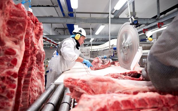 Im Fleischwerk der Colruyt-Gruppe werden die angelieferten Schweinehälften zerlegt. Im Fleischwerk der Colruyt-Gruppe werden die angelieferten Schweinehälften zerlegt.