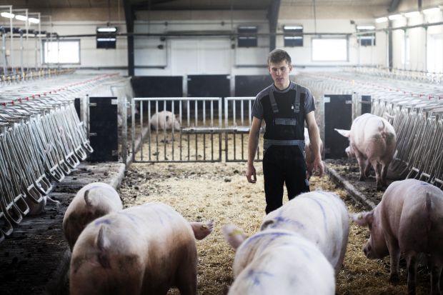 Nachhaltigkeit ist auch Tierschutz: Die dänische Schweinebranche forciert die Freilaufhaltung. Nachhaltigkeit ist auch Tierschutz: Die dänische Schweinebranche forciert die Freilaufhaltung.