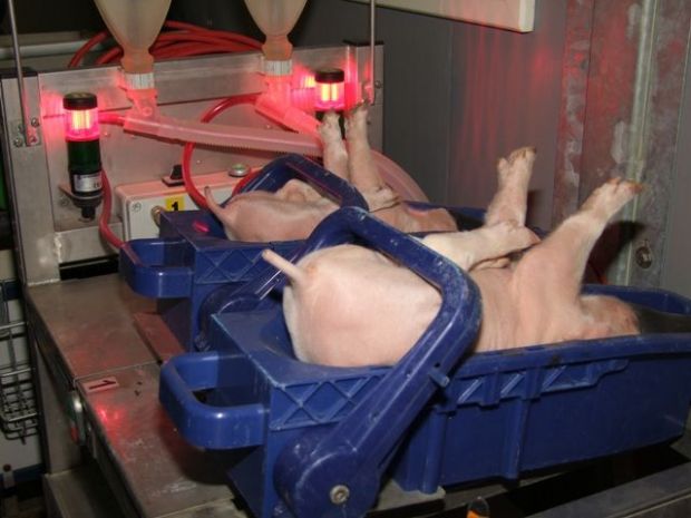 Die Ferkel werden für die Narkoseaufnahme fixiert. Die Ferkel werden für die Narkoseaufnahme fixiert.